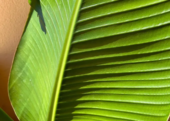 Vilamoura Appartement